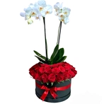 Mandar flores, es un detalle muy lindo, muestra tu elegancia y envía flores a domicilio como este arreglo floral de rosas rojas y una orquídea phalaenopsis blanca en el centro en caja de cartón rígido y listón.