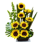 Arreglo de Girasoles con 8 hermosas piezas y follajes exóticos, colocado en una elegante base de madera en forma de cubo. Hermoso detalle para mandar flores a domicilio.